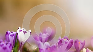 Field of wild purple crocuses with oaks trees valley at sunset. Beauty of wildgrowing spring flowers crocus