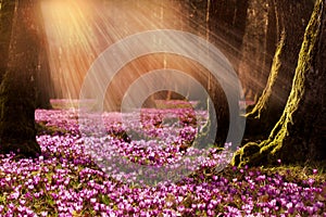 Field of wild purple crocuses with oaks trees valley at sunset. Beauty of wildgrowing spring flowers crocus blooming in spring photo