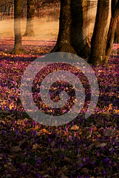 Field of wild purple crocuses with oaks trees valley at sunset. Beauty of wildgrowing spring flowers crocus blooming in spring