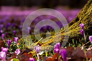 Field of wild purple crocuses with oaks trees valley at sunset. Beauty of wildgrowing spring flowers crocus blooming in spring photo