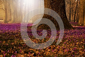 Field of wild purple crocuses with oaks trees valley at sunset. Beauty of wildgrowing spring flowers crocus blooming in spring photo