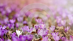 Field of wild purple crocuses at sunset. Beauty of wildgrowing spring flowers crocus
