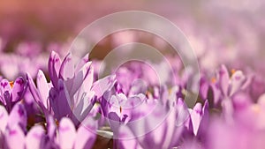 Field of wild purple crocuses at sunset. Beauty of wildgrowing spring flowers crocus