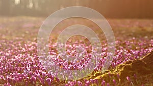 Field of wild purple crocuses at sunset. Beauty of wildgrowing spring flowers crocus