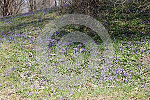 Field of wild purple violets in nature. No sharpen