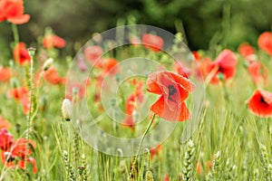 Field of wild red poppy flowers, petals wet from rain, green unripe wheat growing near