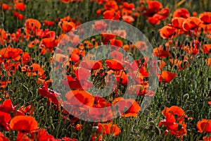 Field of wild red poppy flowers on sunset on contre joure. Agricultural concept.