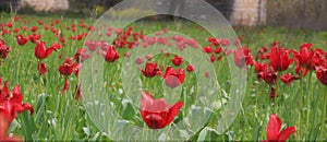 Field of wild red tulips.