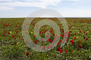 Russia. Field of wild red and yellow tulips in green spring steppe under the blue sky in Kalmykia