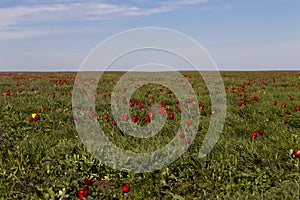 Russia. Field of wild red and yellow tulips in green spring steppe under the blue sky in Kalmykia