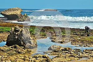 Field of Wild Seaweeds