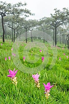 A field of wild Siam tulips blossoms in Pa Hin Ngam National Park, Chaiyaphum province Thailand