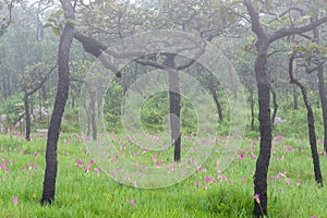 A field of wild Siam tulips blossoms in Pa Hin Ngam National Park, Chaiyaphum province Thailand