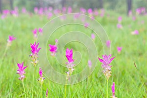 A field of wild Siam tulips blossoms in Pa Hin Ngam National Park, Chaiyaphum province Thailand