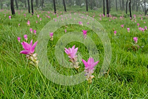 A field of wild Siam tulips blossoms in Pa Hin Ngam National Park, Chaiyaphum province Thailand