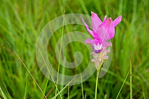 A field of wild Siam tulips blossoms in Pa Hin Ngam National Park, Chaiyaphum province Thailand