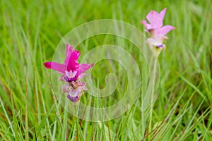 A field of wild Siam tulips blossoms in Pa Hin Ngam National Park, Chaiyaphum province Thailand