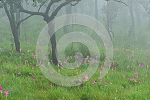 A field of wild Siam tulips blossoms in Pa Hin Ngam National Park, Chaiyaphum province Thailand