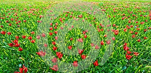 Field of wild tulip flowers in spring, Cyprus endemic variety photo