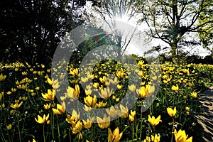 Field of wild tulips in the setting sun spotted in the Berggarten Hanover