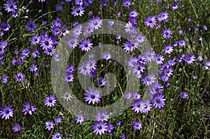 Field of wild violet flowers