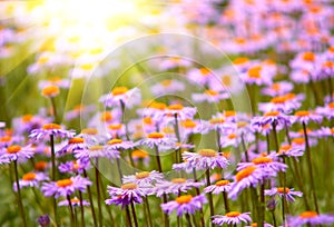 Field of wild violet flowers