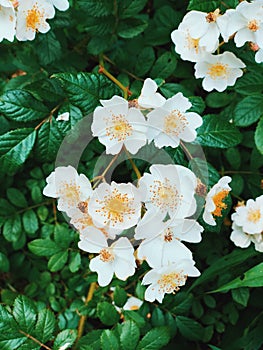 A field of wild white cherokee roses blooming photo