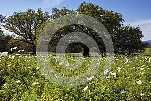 Field of Wild White Poppies on Willow City Loop, Texas