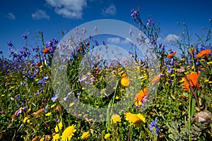 Field of wildflowers