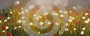 Field of wildflowers closeup image. AI generated illustration