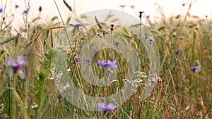 A field of wildflowers in dreamy slow motion