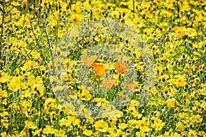 Field of wildflowers, with a few California Poppies surrounded by yellow Common Madia; Santa Cruz mountains, California