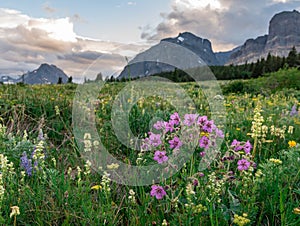 Field of Wildflowers in front of Montana Mountains