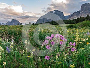 Field of Wildflowers in front of Montana Mountains photo