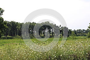 A field of wildflowers, a grassy space and a copse of trees in Antioch, Illinoise