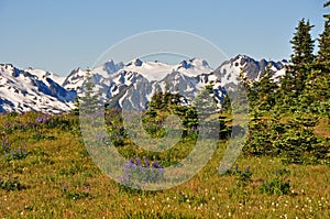 Field of Wildflowers in the Olympic Mountains