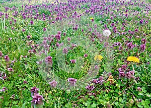 Field of wildflowers with single dandelion puff