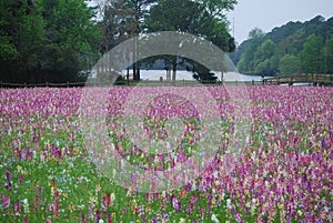 Field of Wildflowers in Spring