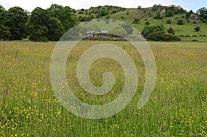 Field of wildflowers, Wetton, Staffordshire, England