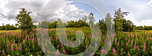 Field of willow-tea on a cloudy day. cylindrical 360-degree vr panorama photo