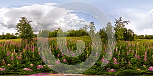 Field of willow-tea on a cloudy day. Spherical 360-degree vr panorama photo