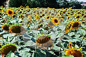 Field of wilt sunflowers by dry season in summer