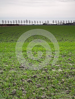 Field of winter barley
