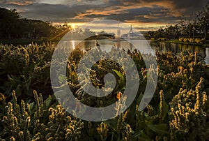 Field of winter flowers, Beautiful building with reflex on the lagoon during sunset time in public park, Suanluang Rama 9,