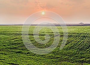 Field of winter wheat against of sunrise at early spring