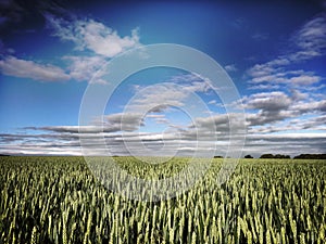 A field of winter wheat in June, UK