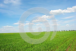 Field of winter wheat in spring along trees, sunny sky and clouds