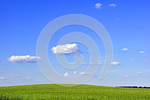 Field of winter wheat in spring along trees, sunny sky and clouds