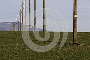 Field with Wire Poles