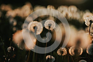 A Field of Wishes: Dandelions in the Evening's Graceful Glow